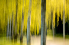ICM Foto Birkenallee