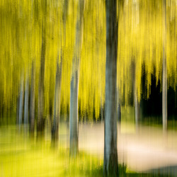 ICM Foto Birkenallee ICM Foto Birkenallee