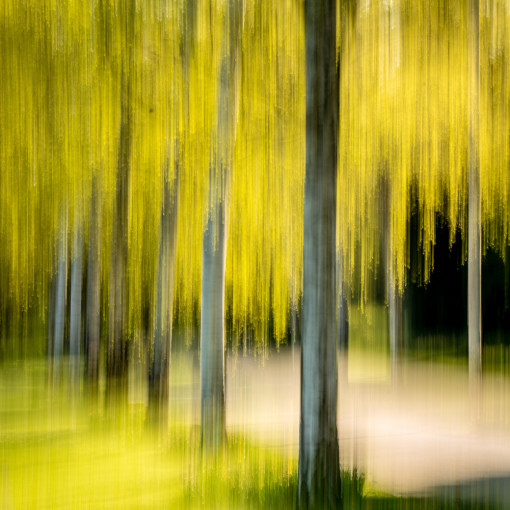 ICM Foto Birkenallee