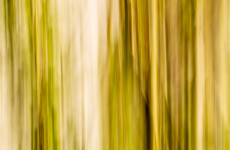 ICM Foto Weide
