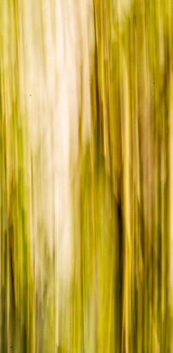 ICM Foto Weide ICM Foto Weide
