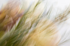 ICM Foto Blumenstrauß