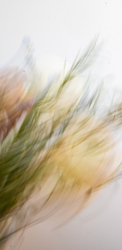 ICM Foto Blumenstrauß ICM Foto Blumenstrauß