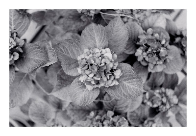 Hortensie | Contaflex