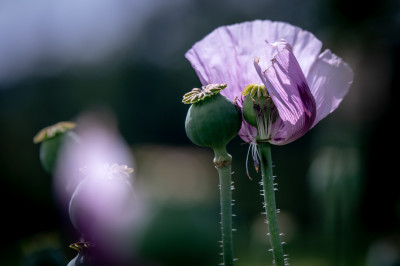 Blumen (outside)