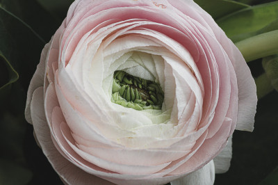 Blumensträuße