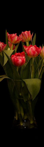 tulpen