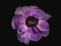 anemone