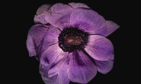 anemone