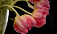 focusstacking tulpen