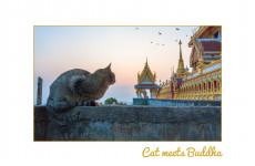 postkarte cat