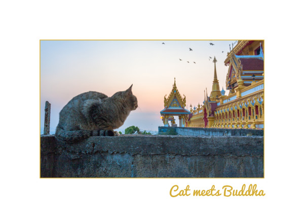 postkarte cat postkarte cat