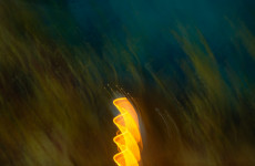 icm