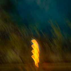 icm icm