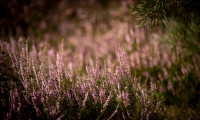 Heideblüte am Faßberg