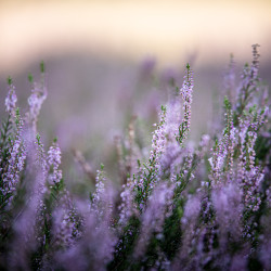 Heideblüte 2023 Heideblüte 2023