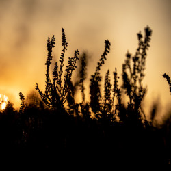 Heidekraut im Sonnenuntergang