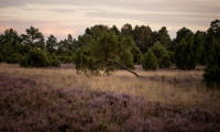 Schiefer Baum  in der Lüneburger Heide