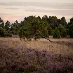 Schiefer Baum  in der Lüneburger Heide