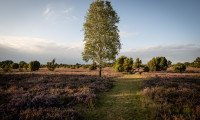 Birke im Wacholderwald bei Schmarbeck