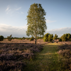 Birke im Wacholderwald bei Schmarbeck