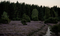 Abendstimmung am Wacholderwald bei Schmarbeck