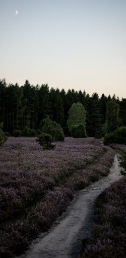 Abendstimmung am Wacholderwald bei Schmarbeck