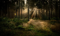 Sonnenaufgang im Friedwald auf dem Weg zum Totengrund