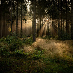 Sonnenaufgang im Friedwald auf dem Weg zum Totengrund