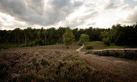 Blick auf die Heide im Büsenbachtal