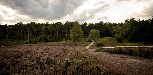 Blick auf die Heide im Büsenbachtal