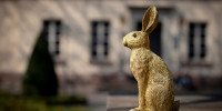 Hase am Wilhemplatz in Göttingen