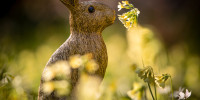 Hase im Alten Botanischen Garten in Göttingen