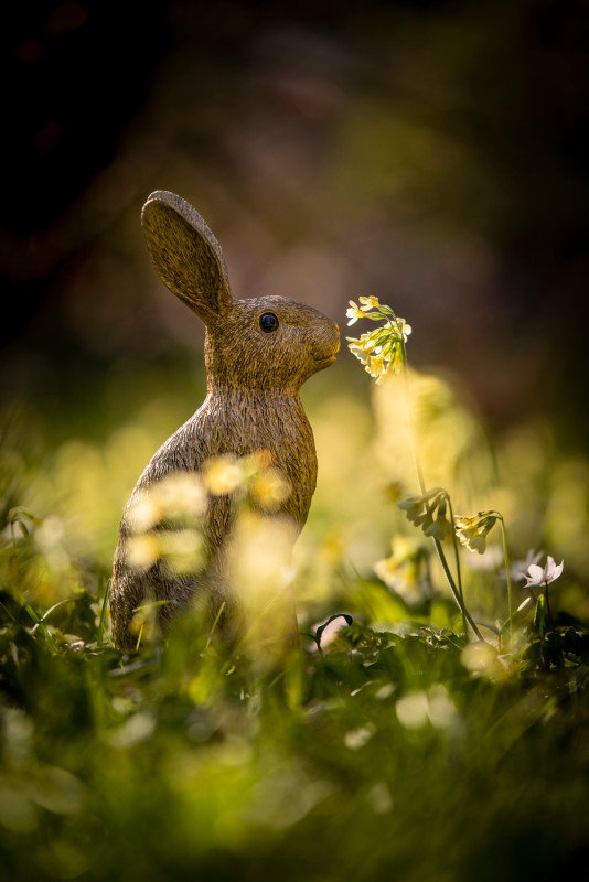 Hase im Alten Botanischen Garten in Göttingen